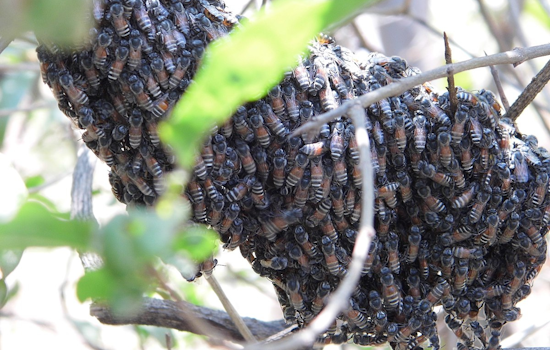 Fremont Celebrates the Buzzing Return of Honeybees, Ready to Sweeten Michigan's Crop Fields