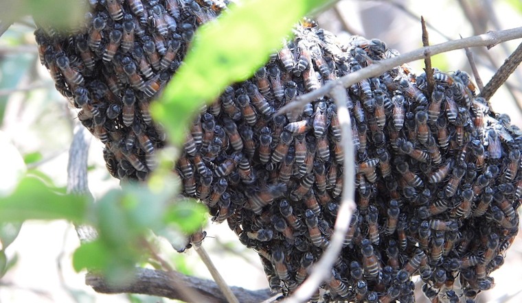 Fremont Celebrates the Buzzing Return of Honeybees, Ready to Sweeten Michigan's Crop Fields