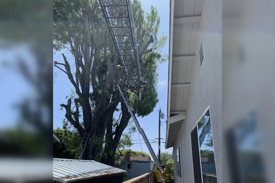 Garden Grove Worker Rescued from Tree in Multi-Department High-Altitude Rescue Effort