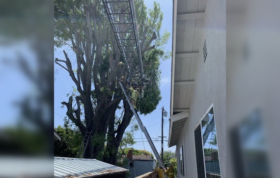 Garden Grove Worker Rescued from Tree in Multi-Department High-Altitude Rescue Effort