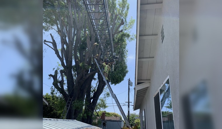 Garden Grove Worker Rescued from Tree in Multi-Department High-Altitude Rescue Effort