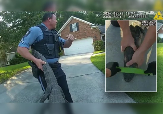 Georgia Alligator 'Detained' in Police Cruiser Before Release into the Wild Near Savannah