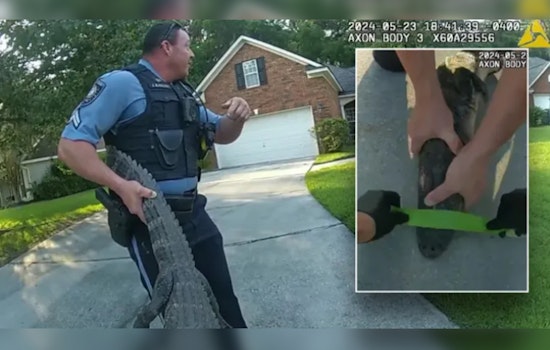 Georgia Alligator 'Detained' in Police Cruiser Before Release into the Wild Near Savannah