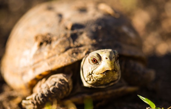Georgia Coast Marks 60 Years of Sea Turtle Conservation as First Nests of Season Appear on Barrier Islands