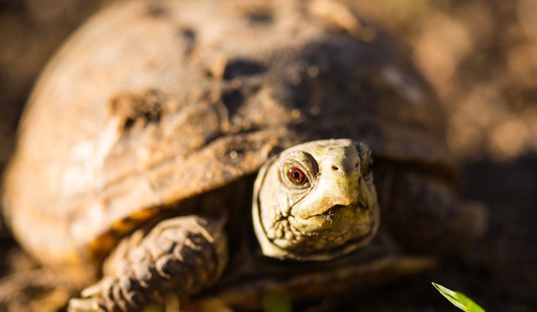 Georgia Coast Marks 60 Years of Sea Turtle Conservation as First Nests of Season Appear on Barrier Islands