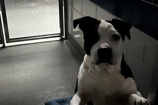 Grapevine Animal Services Continues Care for Animals Amidst Temporary Blackout Shutdown