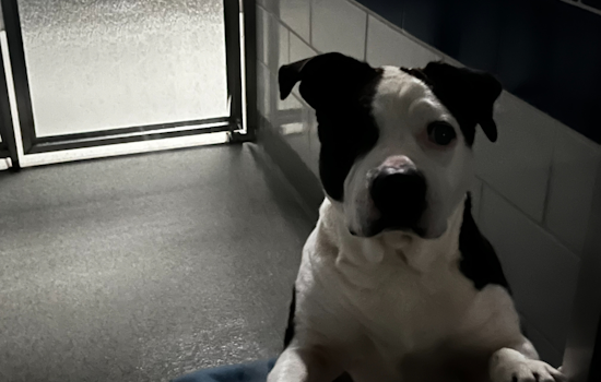 Grapevine Animal Services Continues Care for Animals Amidst Temporary Blackout Shutdown