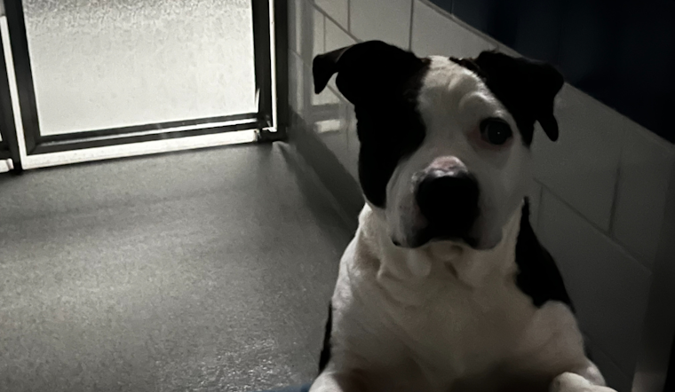 Grapevine Animal Services Continues Care for Animals Amidst Temporary Blackout Shutdown