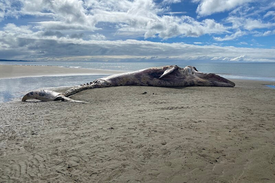 Gray Whale Likely Killed by Vessel Strike Near Alameda, Necropsy Suggests