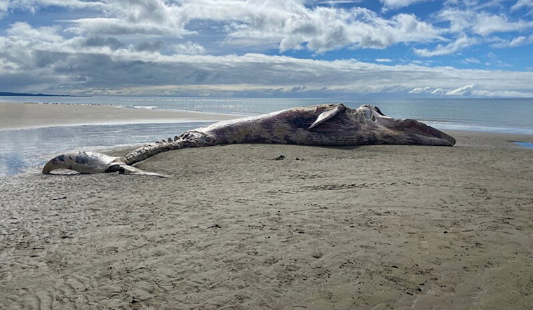 Gray Whale Likely Killed by Vessel Strike Near Alameda, Necropsy Suggests