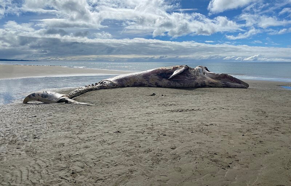 Gray Whale Likely Killed by Vessel Strike Near Alameda, Necropsy Suggests