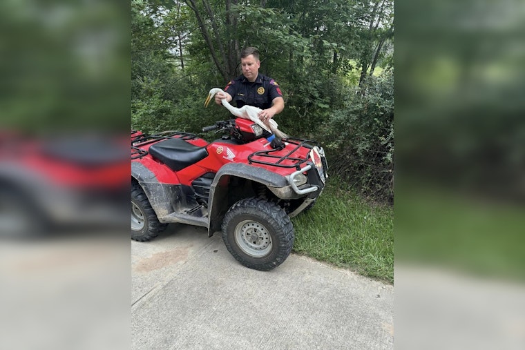 Harris County Sergeant Rescues Great Egret from Fishing Line in Cypress Creek Park Act of Mercy