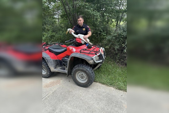 Harris County Sergeant Rescues Great Egret from Fishing Line in Cypress Creek Park Act of Mercy