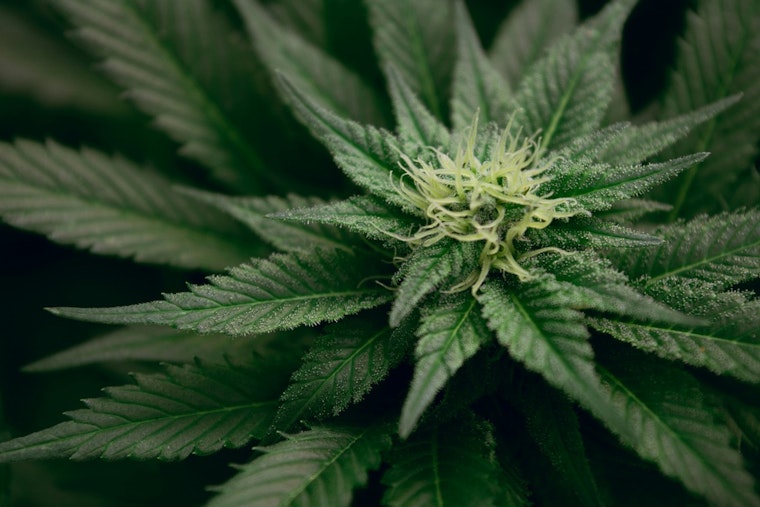 High Hopes for Grassroots, DEA Weeds Out Old Pot Policy, Texas May Reap the 'Chron' Benefits