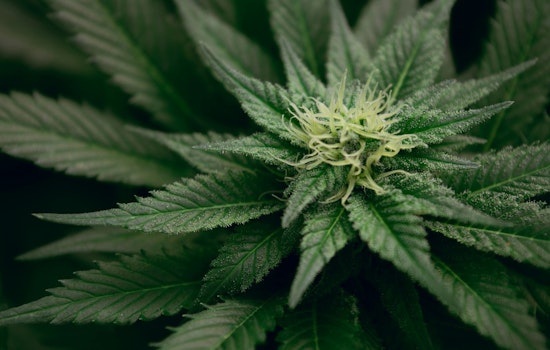 High Hopes for Grassroots, DEA Weeds Out Old Pot Policy, Texas May Reap the 'Chron' Benefits