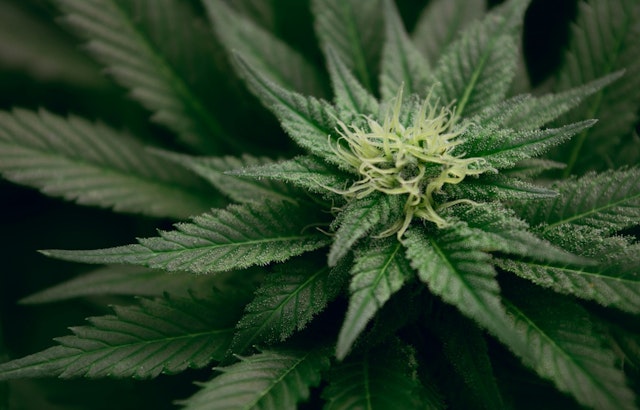 High Hopes for Grassroots, DEA Weeds Out Old Pot Policy, Texas May Reap the 'Chron' Benefits