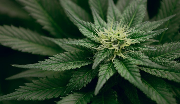 High Hopes for Grassroots, DEA Weeds Out Old Pot Policy, Texas May Reap the 'Chron' Benefits