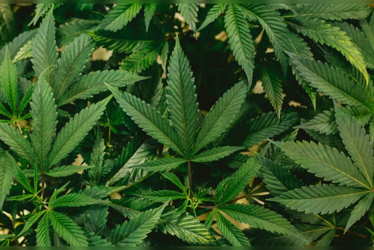 High Time for Change, DEA Considers Buzz-Worthy Marijuana Reclassification as Texas Tokes on Reform