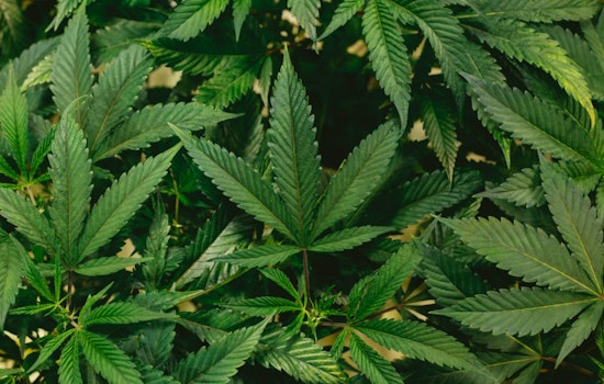 High Time for Change, DEA Considers Buzz-Worthy Marijuana Reclassification as Texas Tokes on Reform