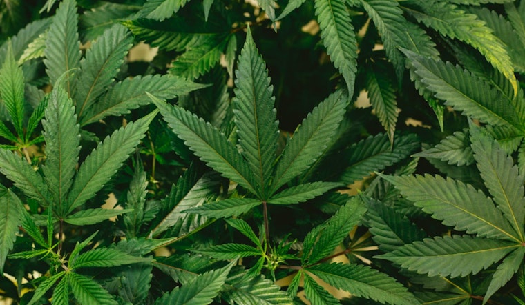 High Time for Change, DEA Considers Buzz-Worthy Marijuana Reclassification as Texas Tokes on Reform