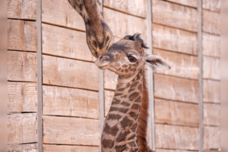 Houston Zoo Celebrates Surprise Arrival of Baby Giraffe Tino, Boosting Conservation Efforts