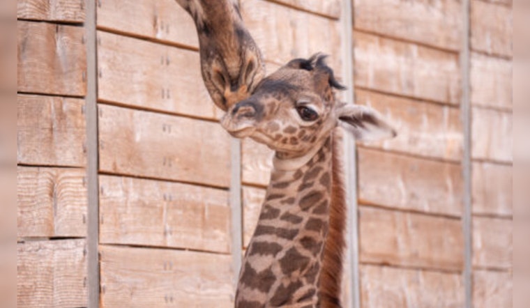 Houston Zoo Celebrates Surprise Arrival of Baby Giraffe Tino, Boosting Conservation Efforts