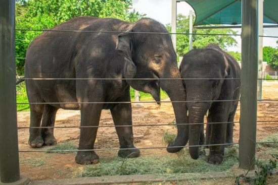 Houston Zoo High on Anticipation for Arrival of New Asian Elephant Calf by Year's End