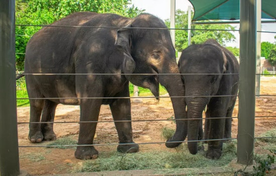 Houston Zoo High on Anticipation for Arrival of New Asian Elephant Calf by Year's End