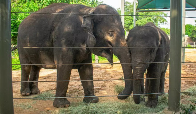 Houston Zoo High on Anticipation for Arrival of New Asian Elephant Calf by Year's End