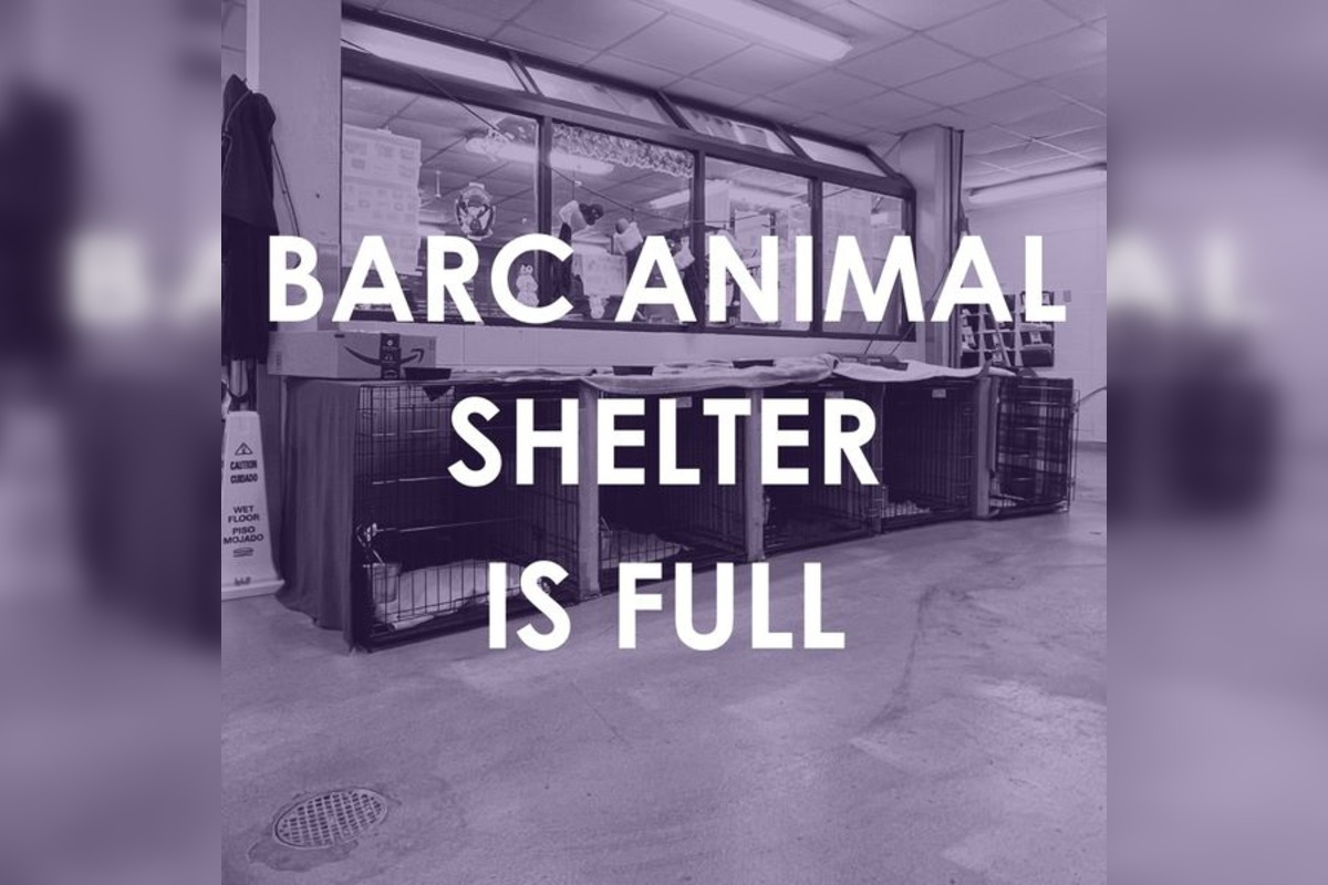 Houston's BARC Animal Shelter Reaches Capacity Post-Storms, Adoption