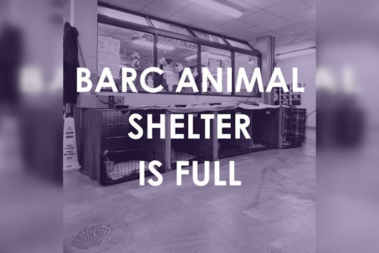 Houston's BARC Animal Shelter Reaches Capacity Post-Storms, Adoption Fees Waived to Encourage Urgent Pet Home Placements