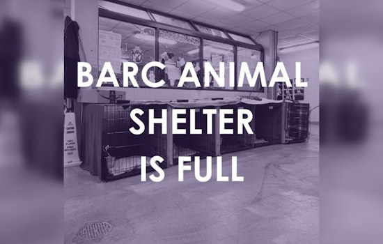 Houston's BARC Animal Shelter Reaches Capacity Post-Storms, Adoption Fees Waived to Encourage Urgent Pet Home Placements