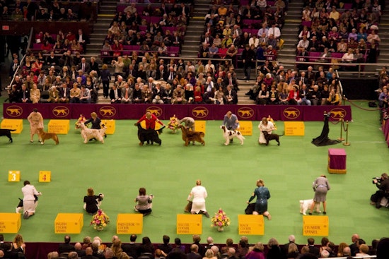 Illinois Canines Compete in New York's Esteemed Westminster Dog Show