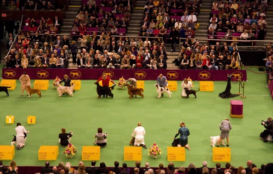 Illinois Canines Compete in New York's Esteemed Westminster Dog Show