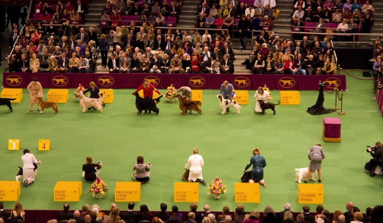 Illinois Canines Compete in New York's Esteemed Westminster Dog Show