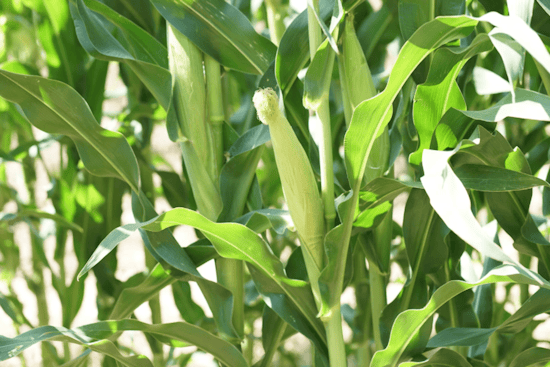 Illinois Corn Farmers Confront Federal Hurdles in Jet Fuel Market Amid New Conservation Requirements