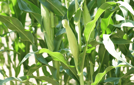 Illinois Corn Farmers Confront Federal Hurdles in Jet Fuel Market Amid New Conservation Requirements