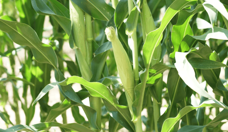 Illinois Corn Farmers Confront Federal Hurdles in Jet Fuel Market Amid New Conservation Requirements