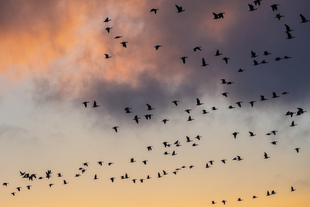 Illinois on 'High Migration Alert' as 62 Million Birds Soar Through Night Skies