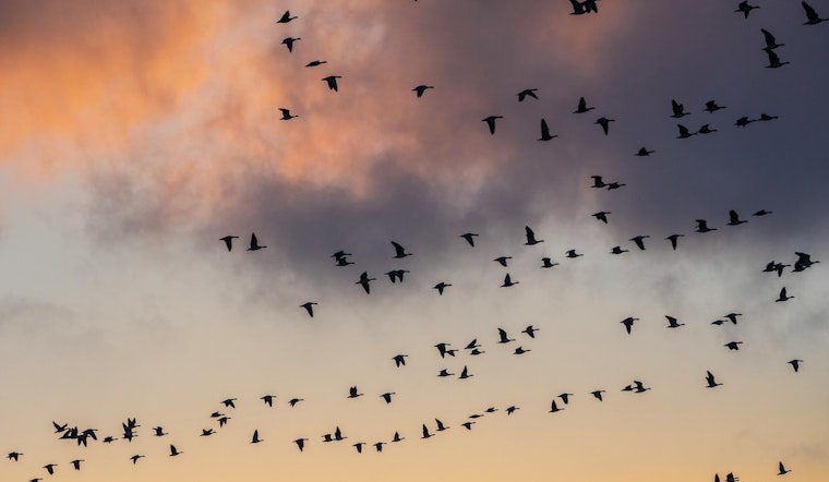 Illinois on 'High Migration Alert' as 62 Million Birds Soar Through Night Skies