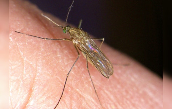 Illinois Reports First West Nile Virus Case of 2024 in Douglas County