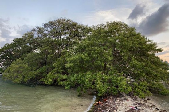 Miami's Bird Key, a Biscayne Bay Gem, Listed for $31.5 Million Amid Environmental Concerns