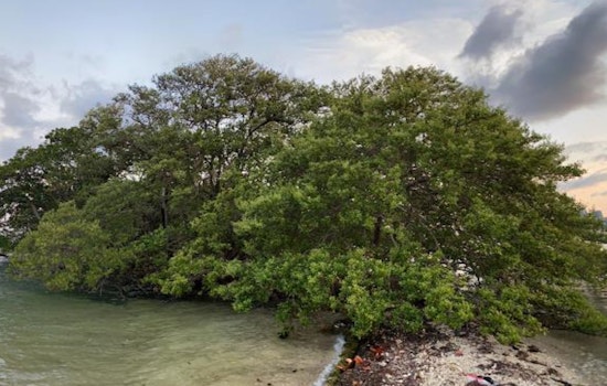 Miami's Bird Key, a Biscayne Bay Gem, Listed for $31.5 Million Amid Environmental Concerns