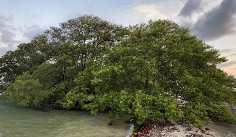 Miami's Bird Key, a Biscayne Bay Gem, Listed for $31.5 Million Amid Environmental Concerns