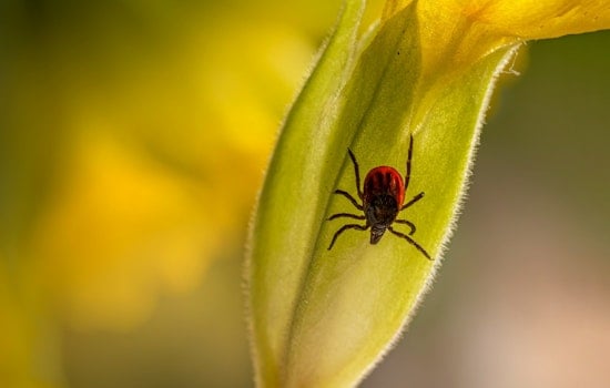 Health Experts Warn of Lyme Disease Risk as Tick Populations Surge in Northern California