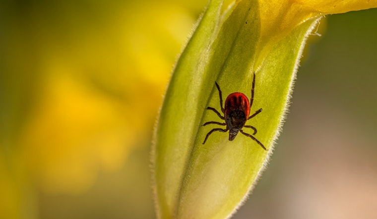 Health Experts Warn of Lyme Disease Risk as Tick Populations Surge in Northern California