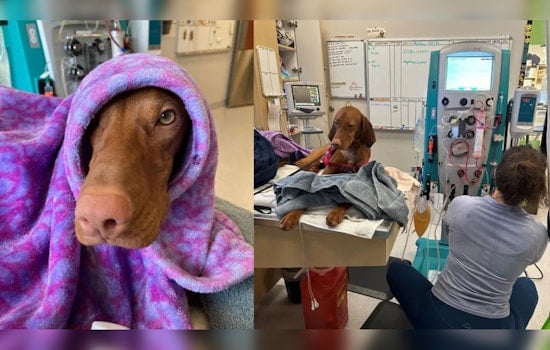 Innovative Dialysis Saves Two Dogs from Overdose at Portland Veterinary Hospital