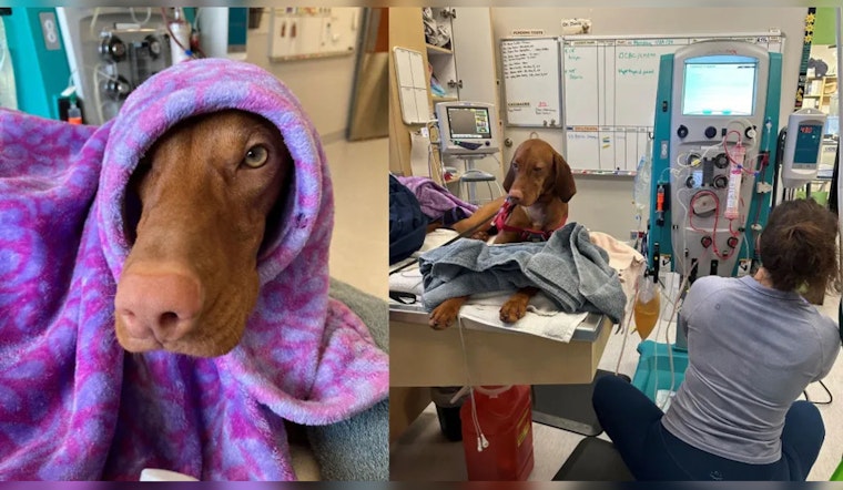 Innovative Dialysis Saves Two Dogs from Overdose at Portland Veterinary Hospital