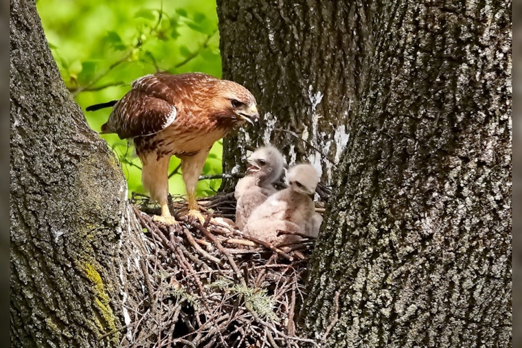Irving's Baby Hawks Captivate Online Audiences on TxDOT Traffic Cam