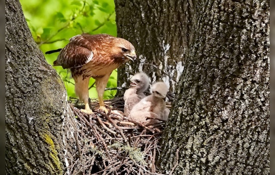 Irving's Baby Hawks Captivate Online Audiences on TxDOT Traffic Cam